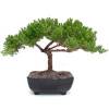 Juniper Bonsai