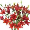 Asiatic Lilies