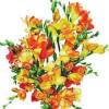 Freesia