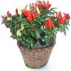 Ornamental Pepper Basket