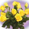 Premium Yellow Roses