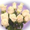 Premium White Roses