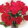 Premium Red Roses