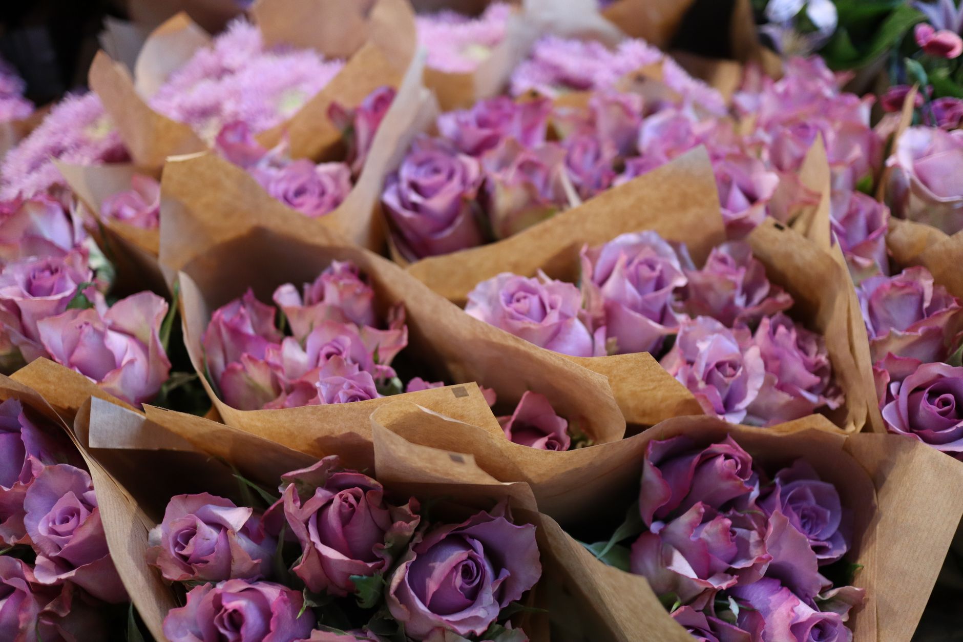 Lavender-purple roses bundled in kraft paper sleeves at a flower market