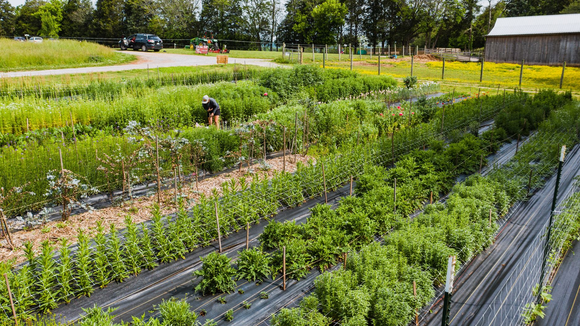 Aerial view of a cut-flower farm with long rows of blooms and a worker tending the field