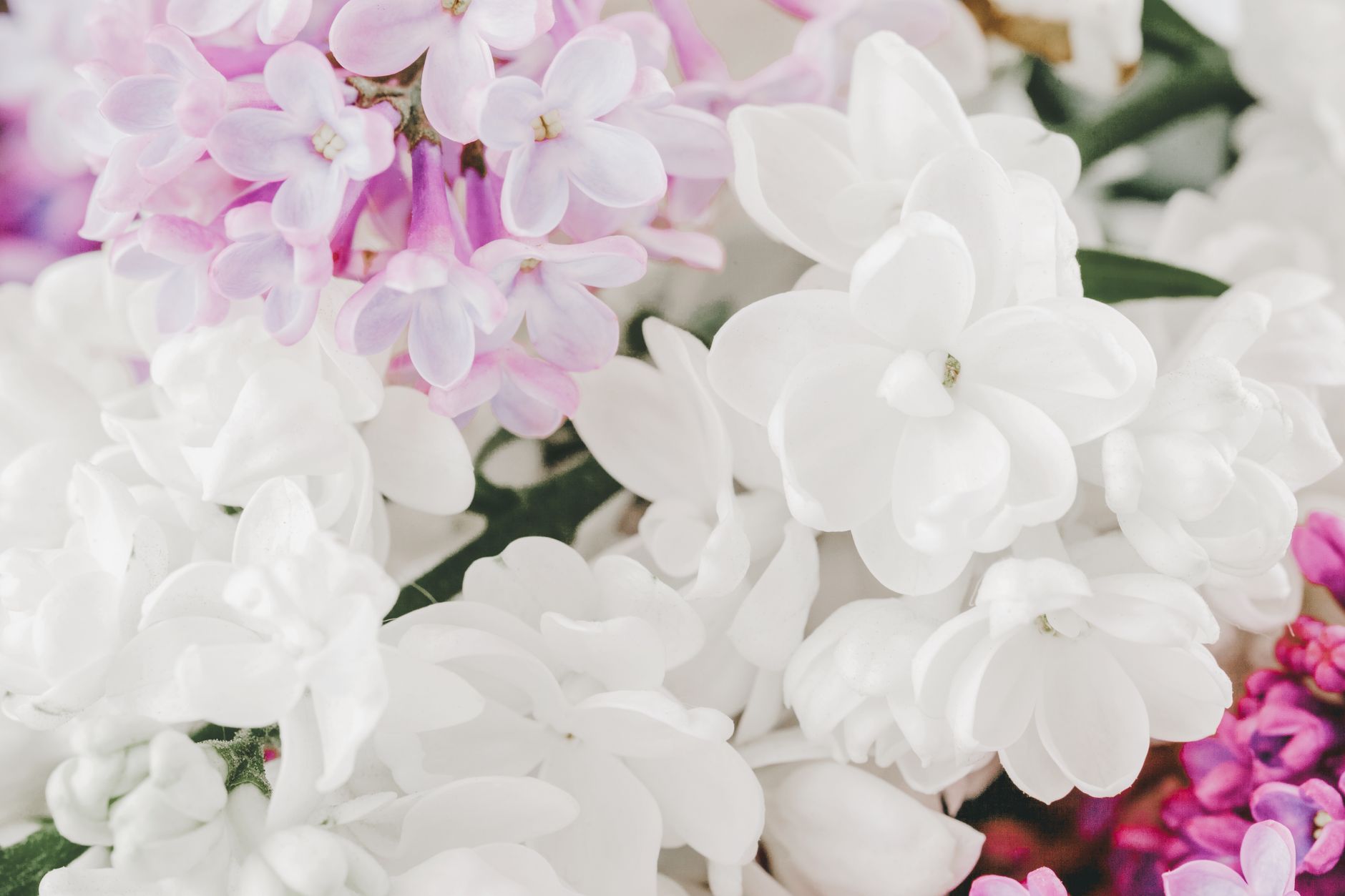 Close-up of white and pale lavender lilac blossoms in full bloom