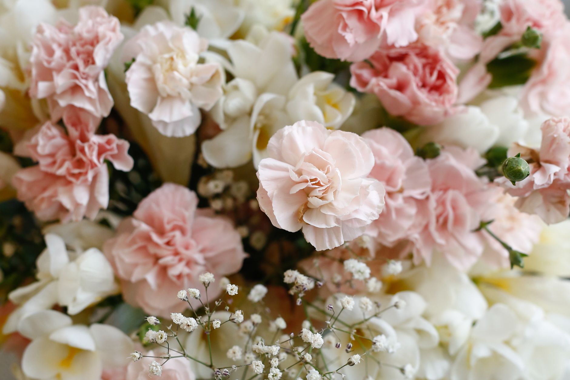 Soft pink and cream carnations with small white filler flowers in a close-up bouquet