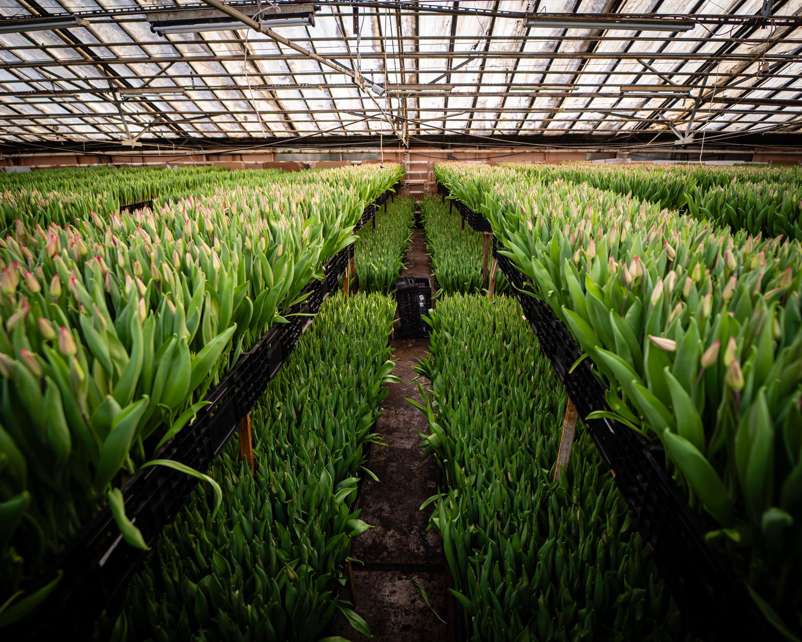 Long rows of tulips growing under the glass roof of a commercial greenhouse