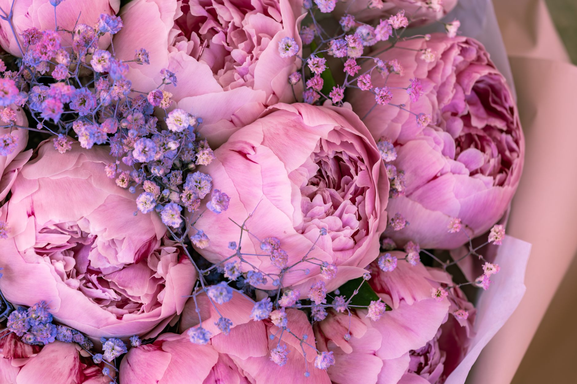 A close-up of a bouquet of pink peonies with small purple filler flowers wrapped in kraft paper