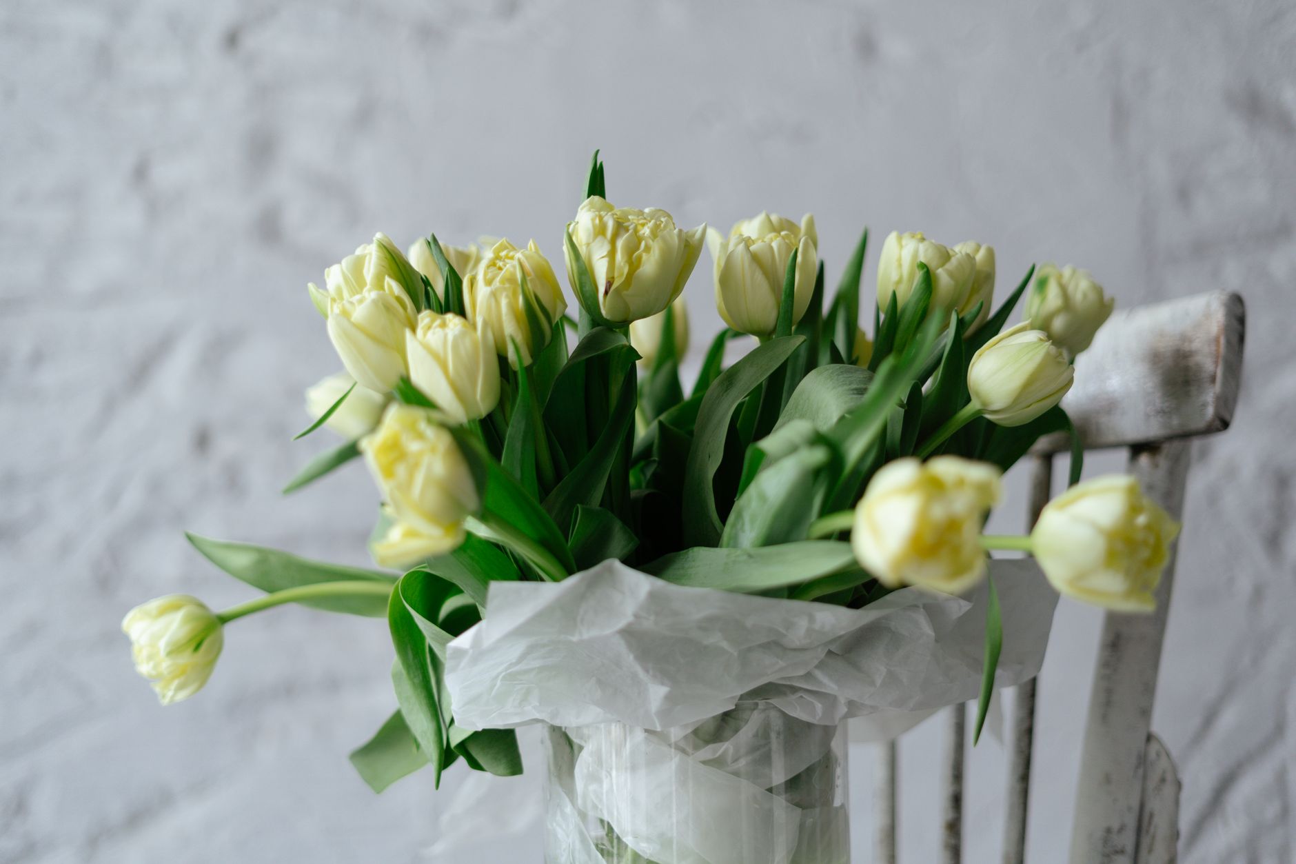 A bouquet of pale yellow double tulips in a vase wrapped in tissue paper, sitting on a white painted chair