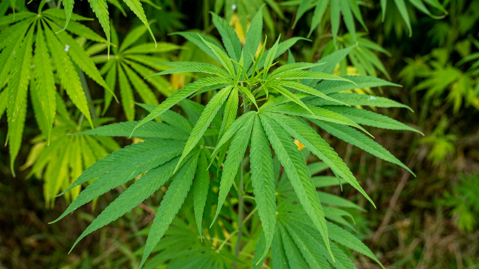 Bright green cannabis leaves on a plant outdoors