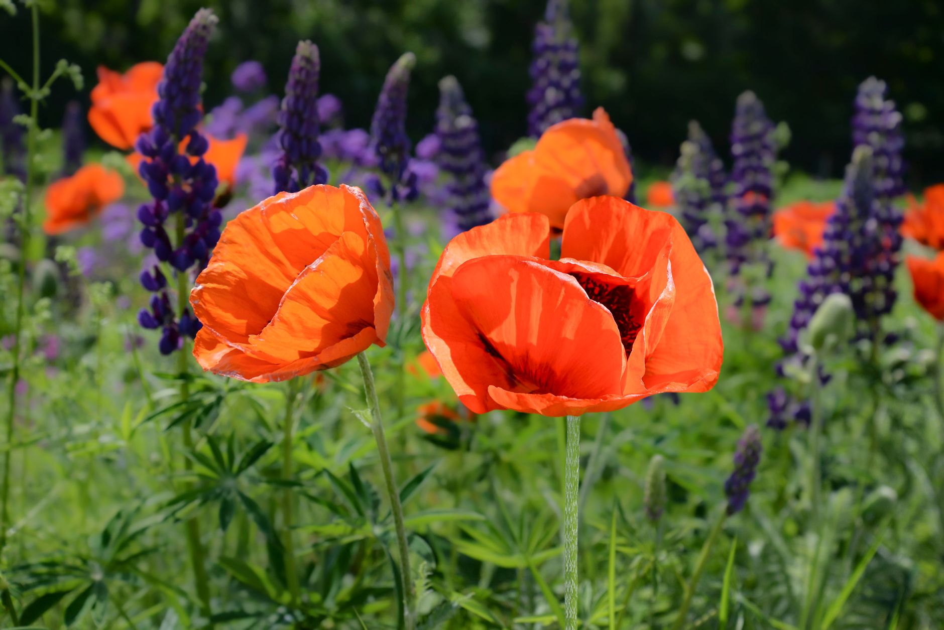 Bright orange poppies blooming among purple lupines in a green meadow