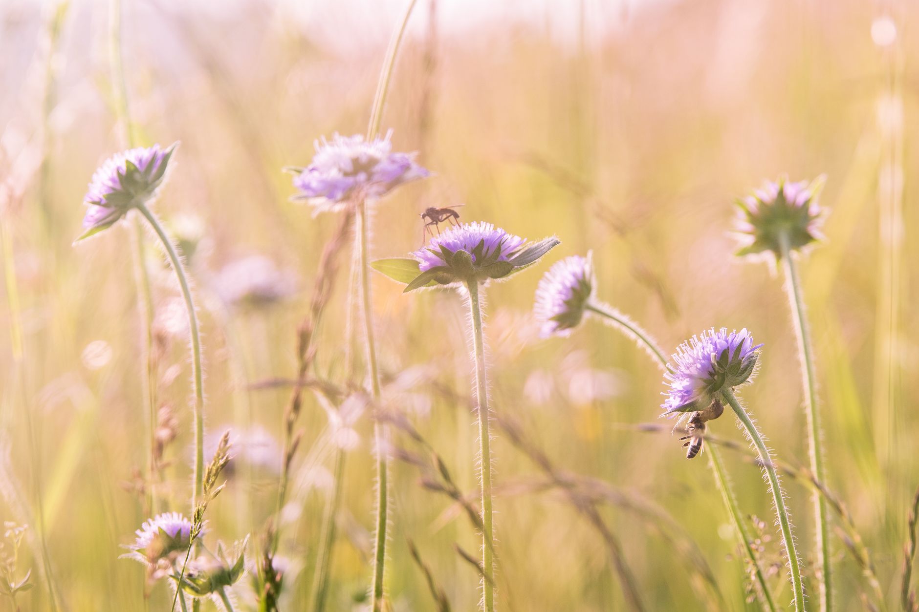 Purple wildflowers in a sunlit golden meadow with a bee visiting one of the blooms