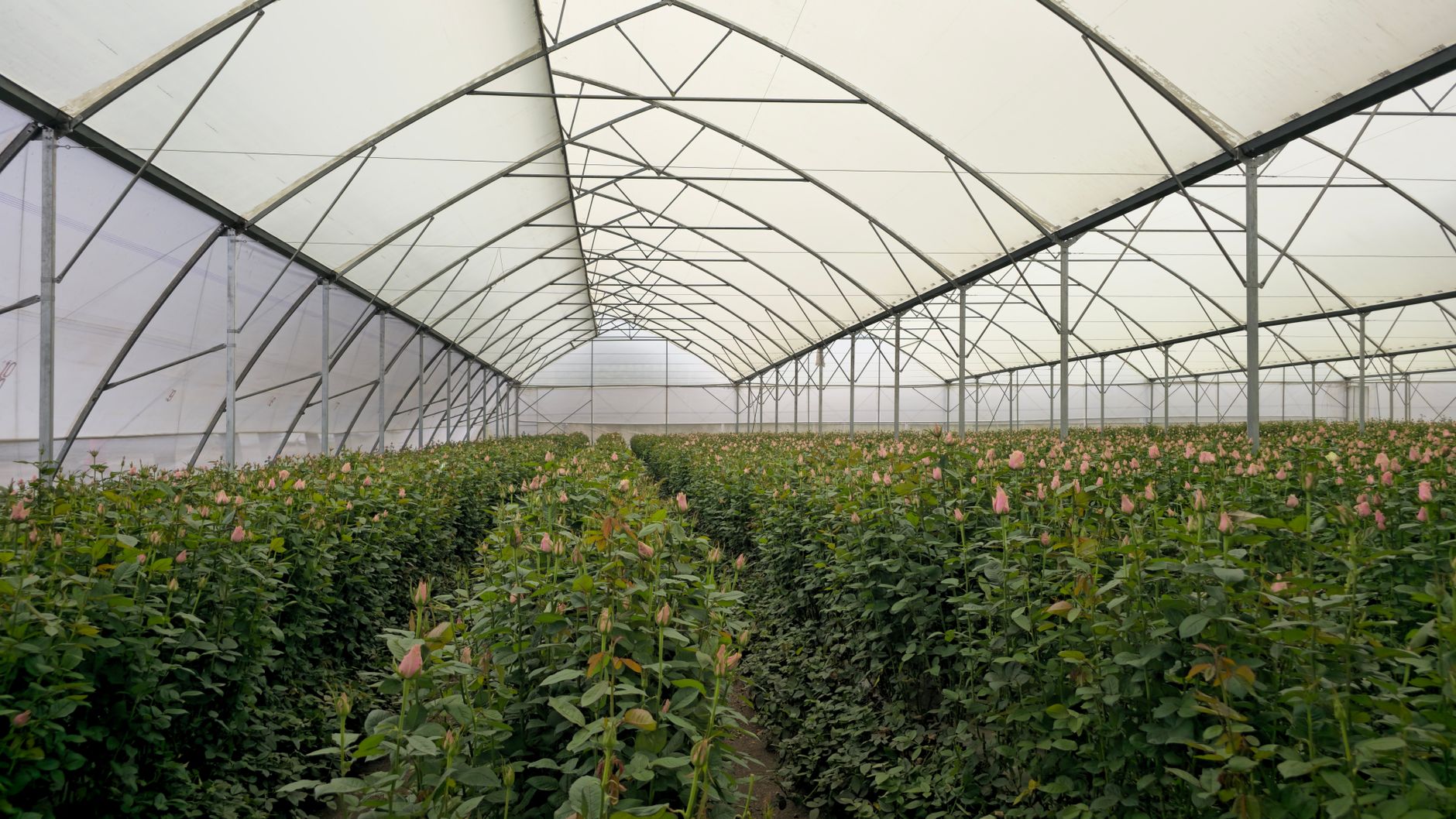 Long rows of pink roses growing inside a large greenhouse