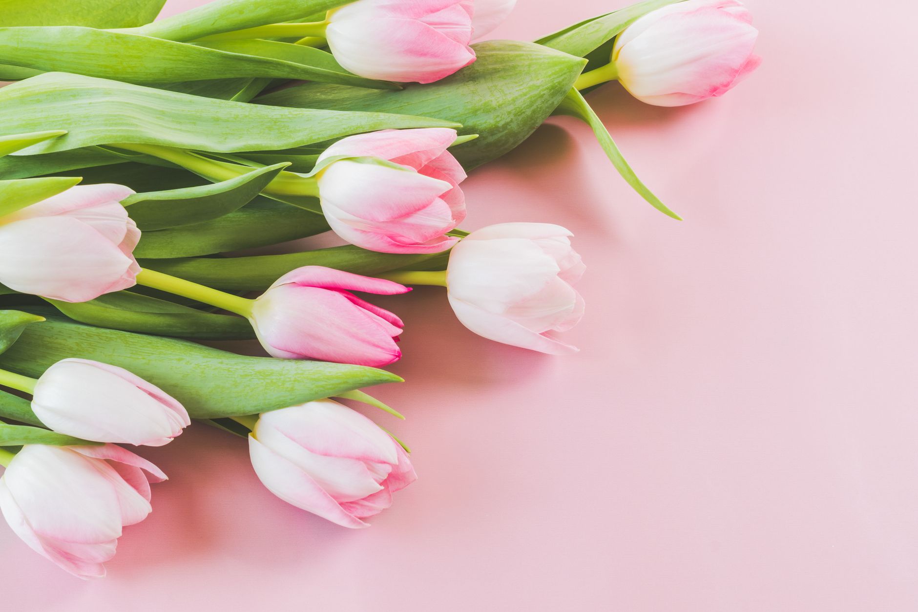 Pale pink tulips and green leaves arranged on a soft pink background