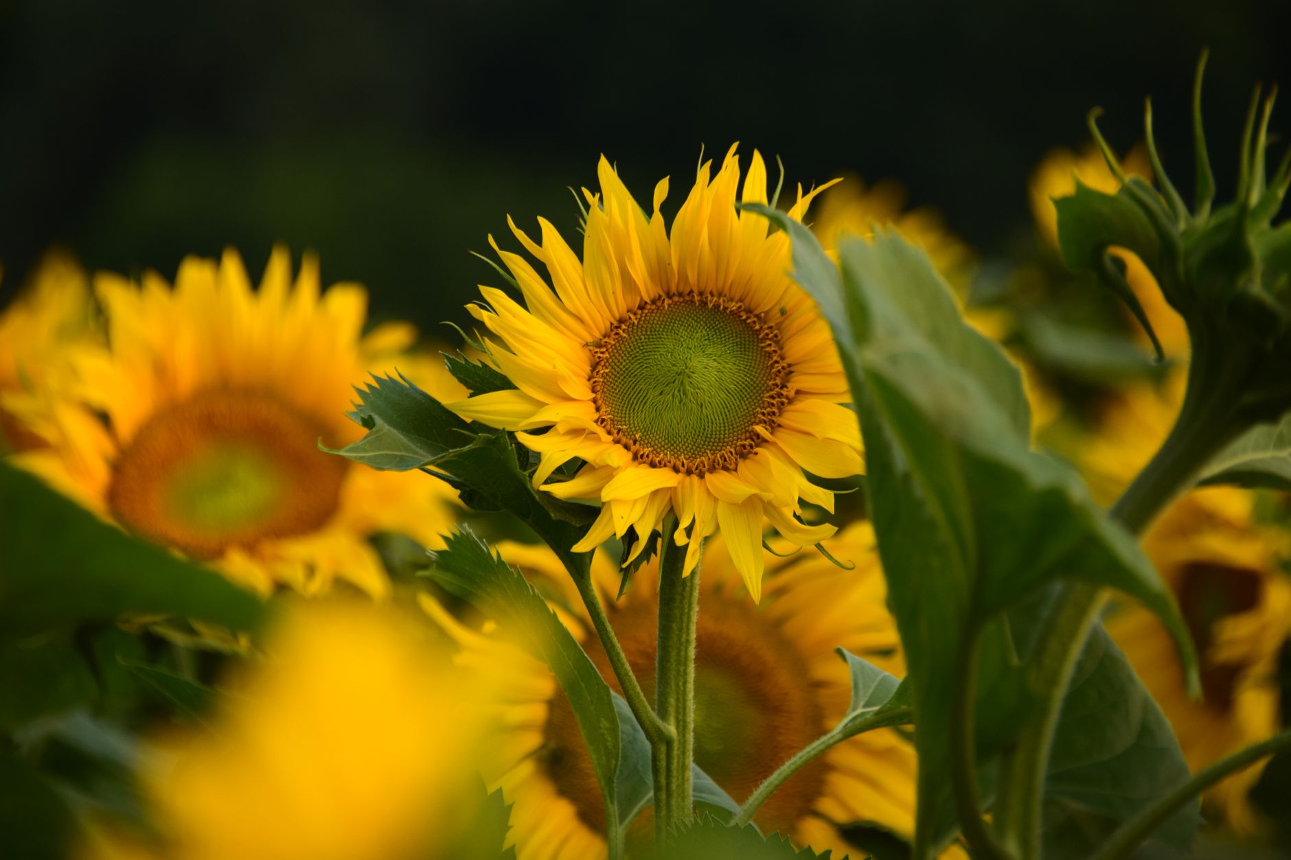 A sunflower in a field at golden hour with soft blurred sunflowers behind it