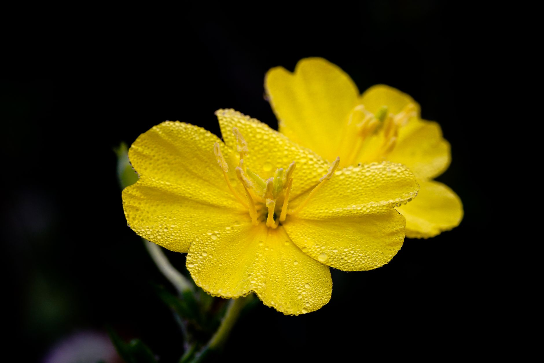 Bright yellow evening primrose flowers covered in dew drops against a dark background