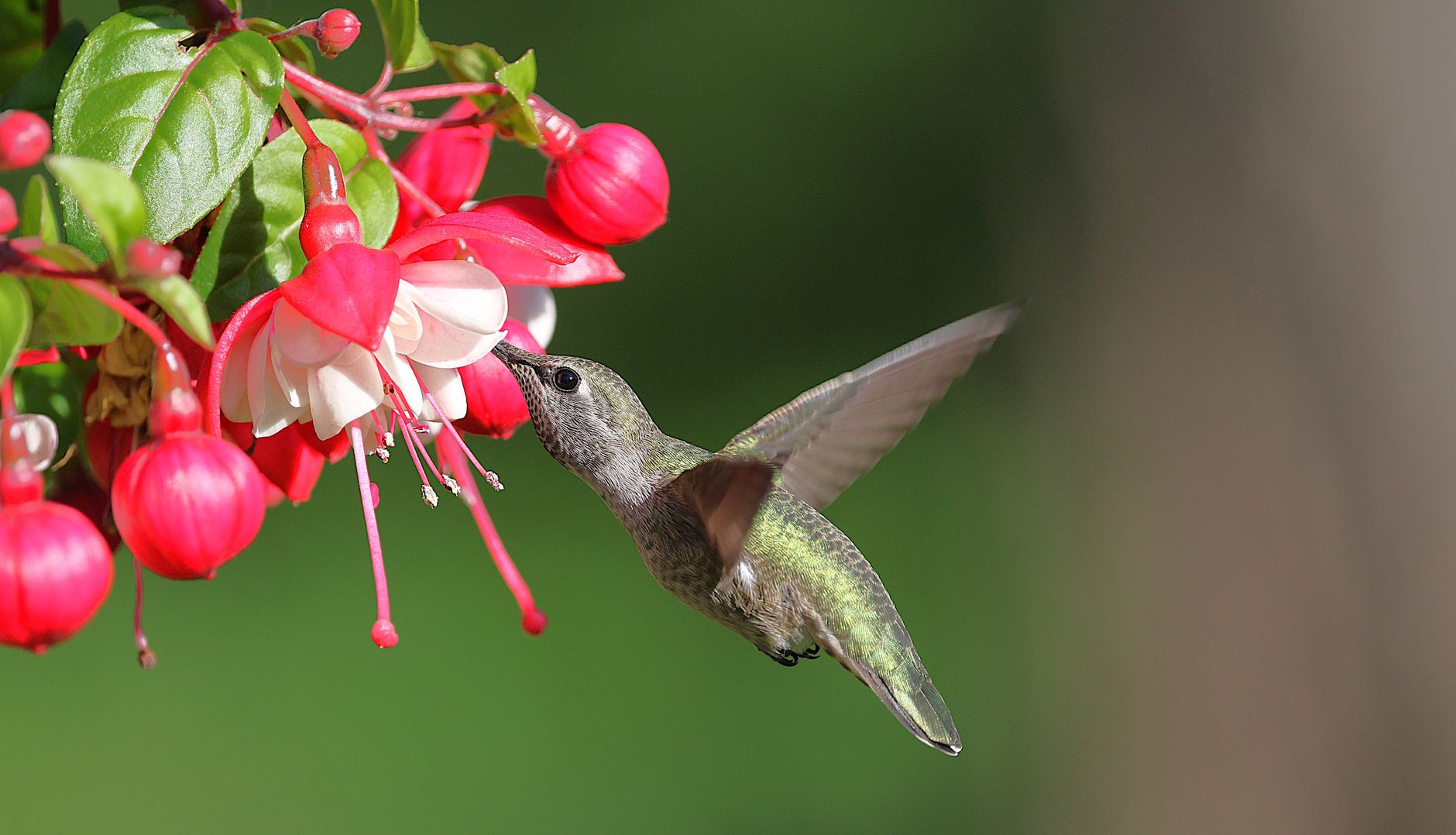 An Anna&rsquo;s hummingbird hovering at a pink and white fuchsia blossom