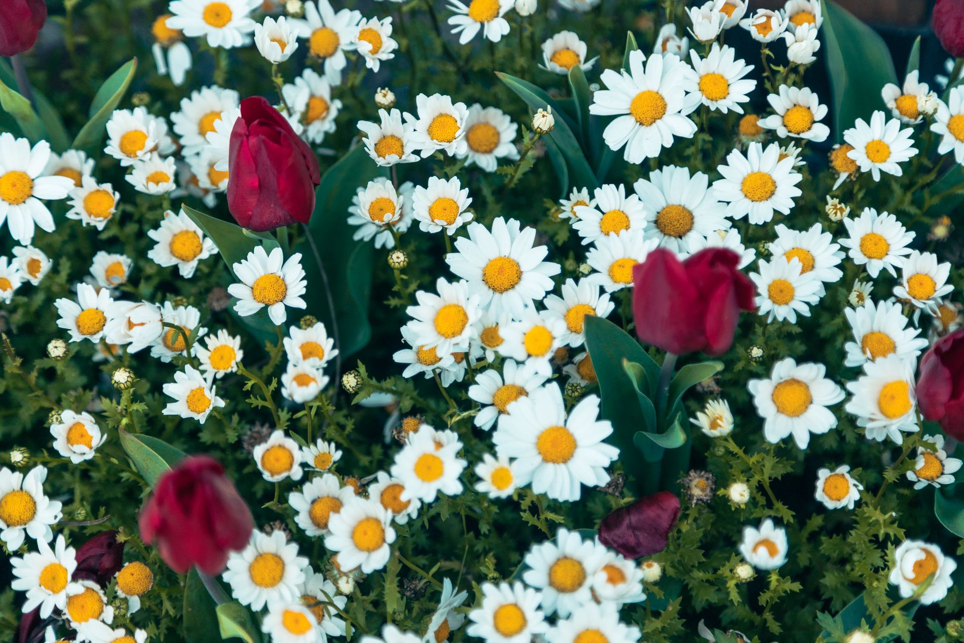 Red tulips among a bed of white daisies with yellow centers