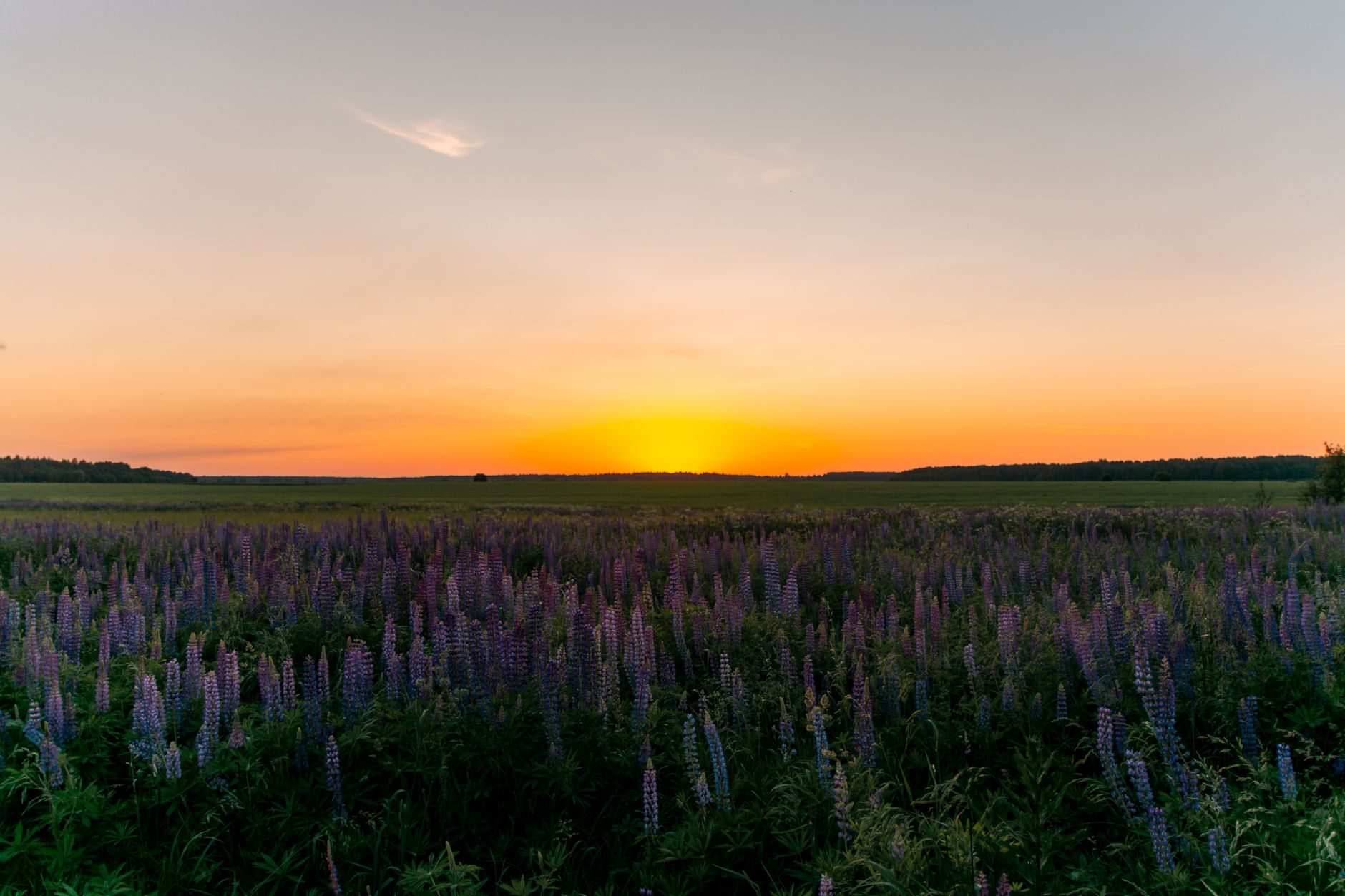 A field of purple lupines under a glowing orange sunset sky