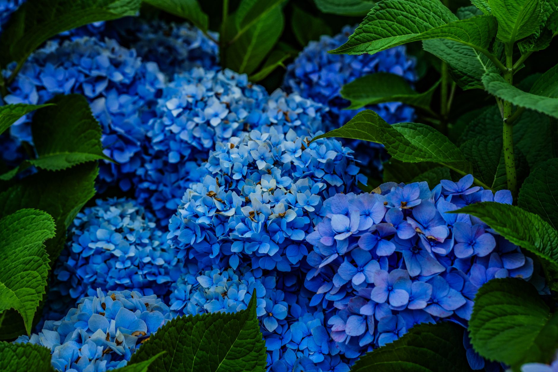 Close-up of deep blue hydrangea blooms among green leaves