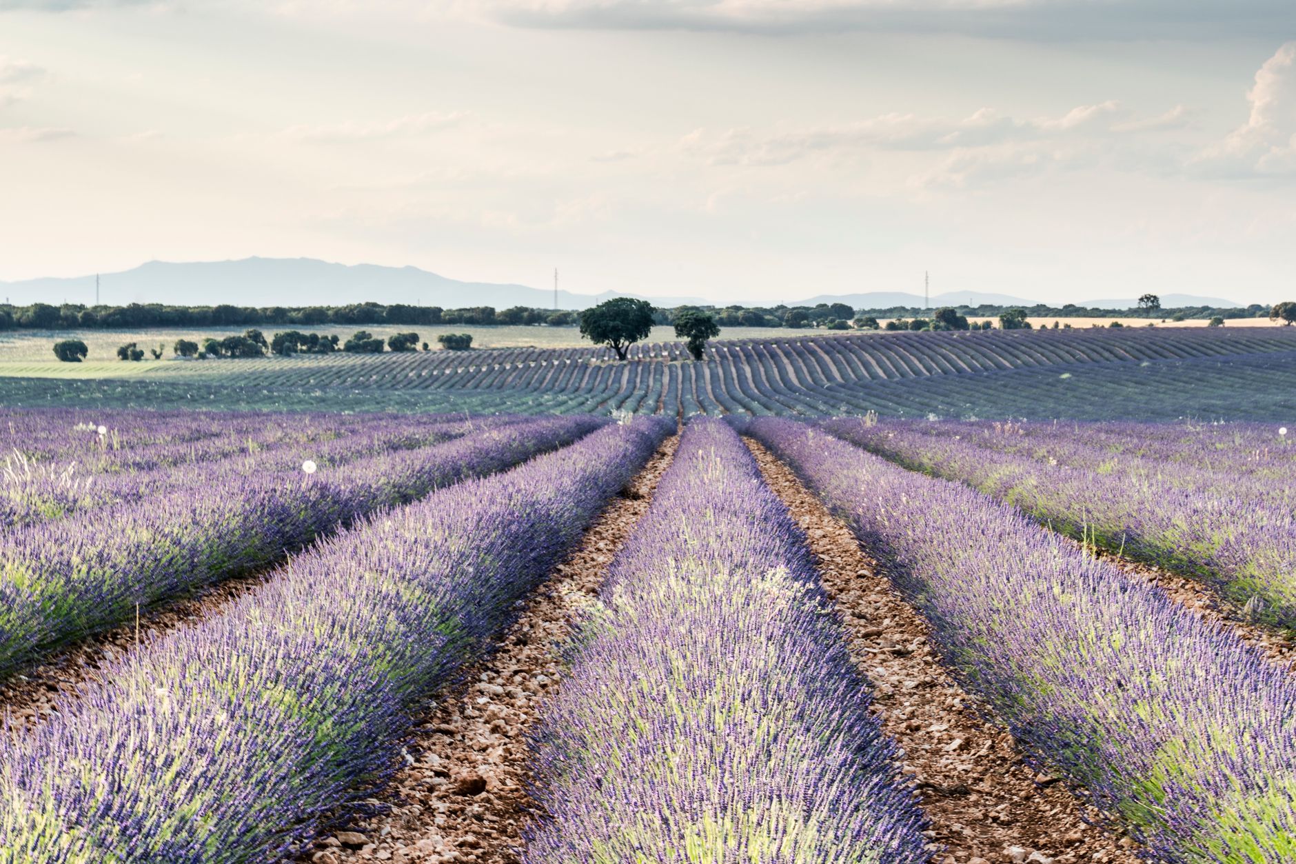 Rows of blooming lavender stretching toward distant trees under a soft cloudy sky