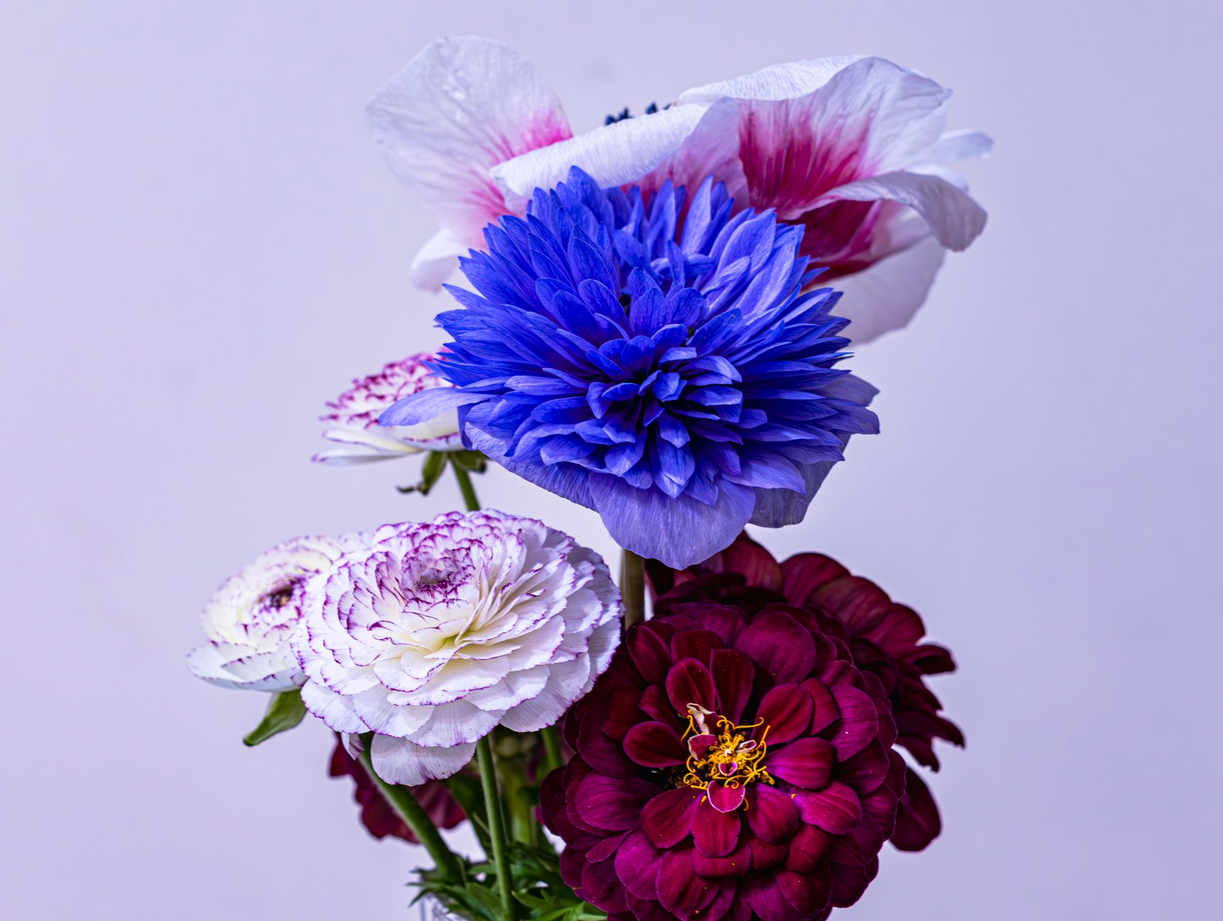 An arrangement with a bright blue cornflower-style bloom, white and pink anemones, and deep red dahlias against a pale background