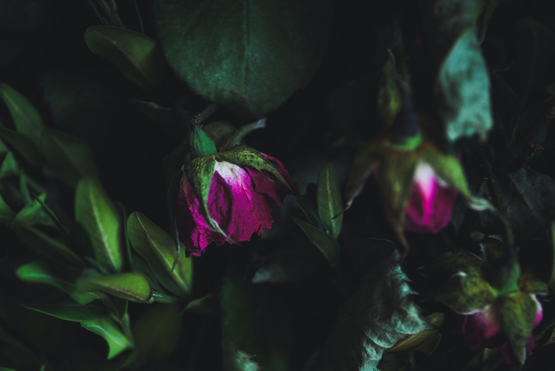 A moody close-up of a wilting magenta rose bud among dark green leaves