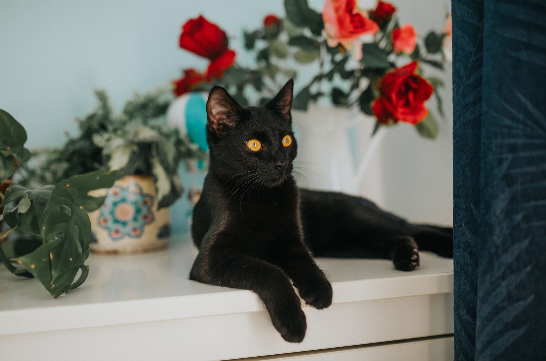A black cat resting on a white dresser in front of a vase of red and orange roses