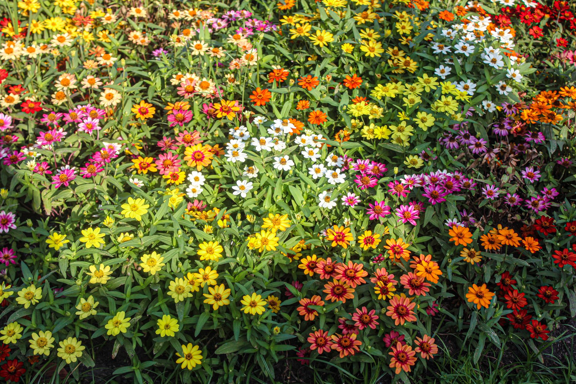 A garden bed of zinnias in yellow, orange, red, pink, and white