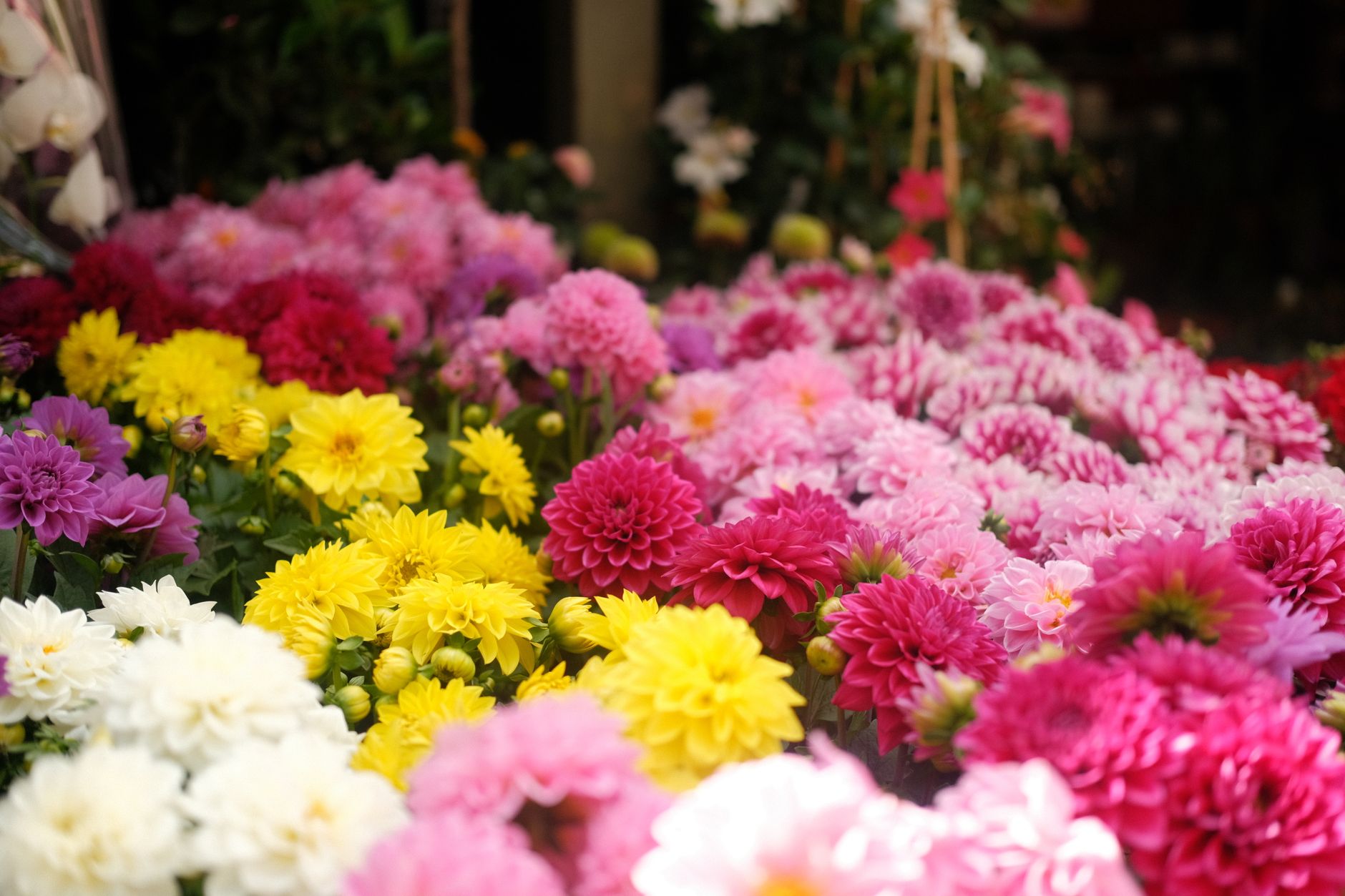 Pink, magenta, yellow, and white dahlias in full bloom at a flower stand