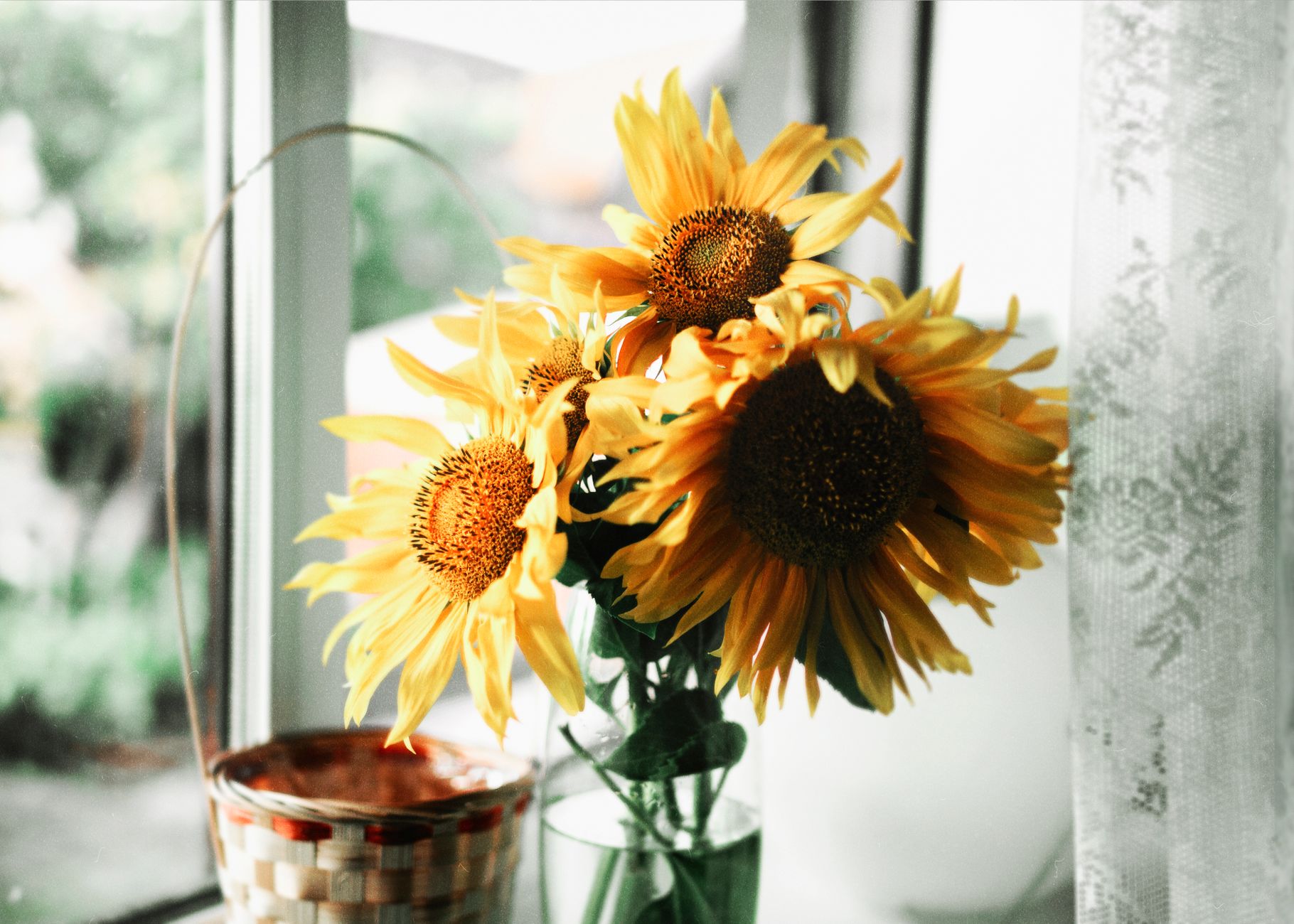 Bright yellow sunflowers in a glass vase beside a sunlit window with a basket