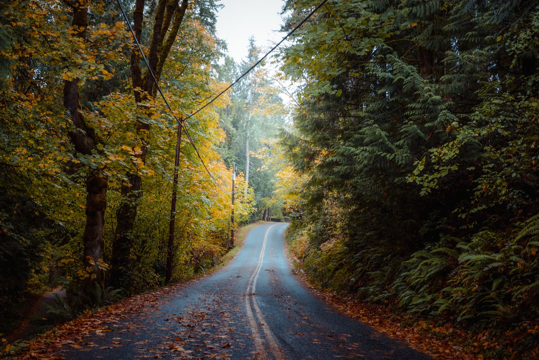 A winding road through a Pacific Northwest forest with golden maple leaves and evergreens in fall