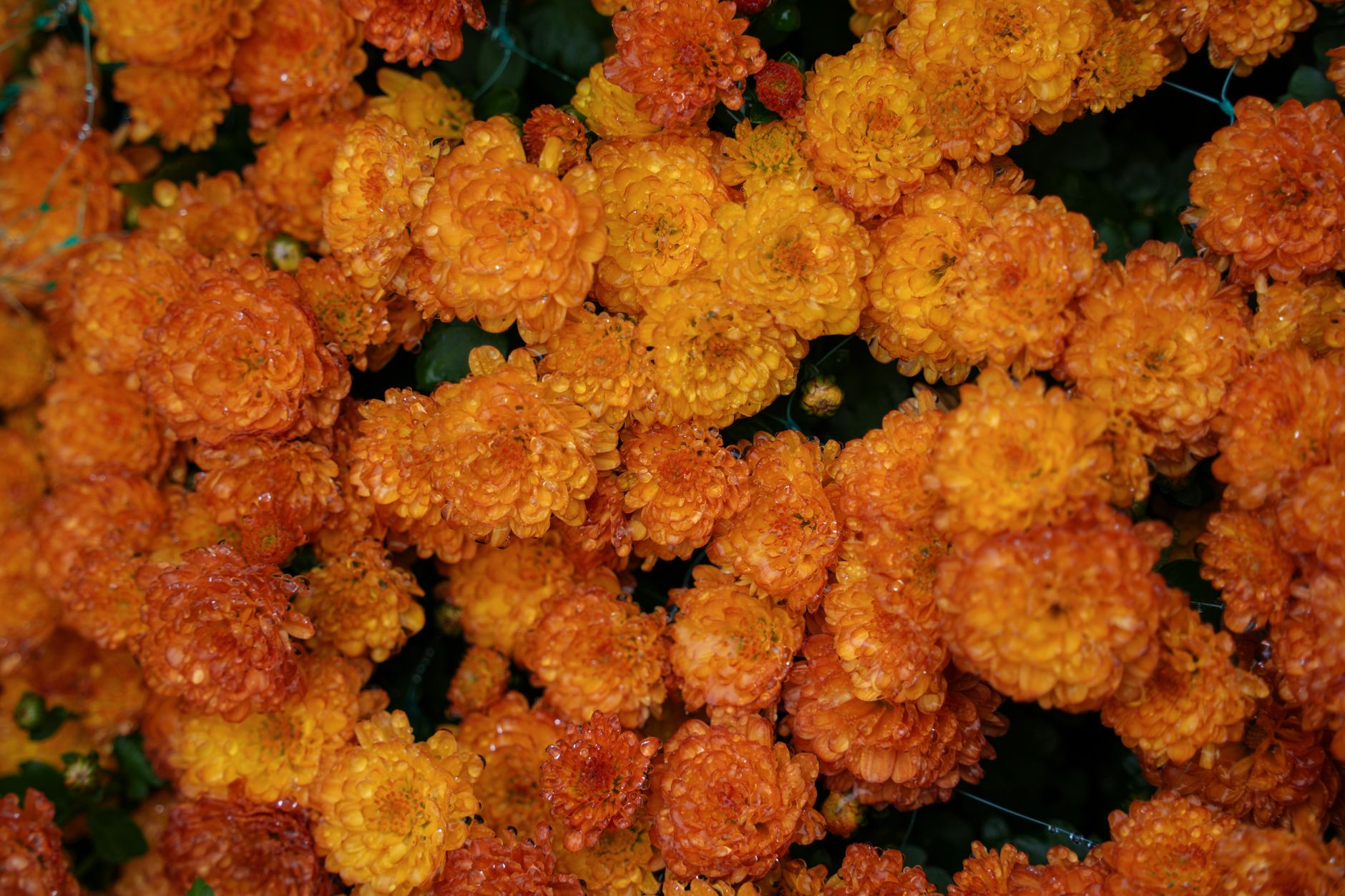 Close-up of vibrant orange and gold chrysanthemums (mums) in full bloom