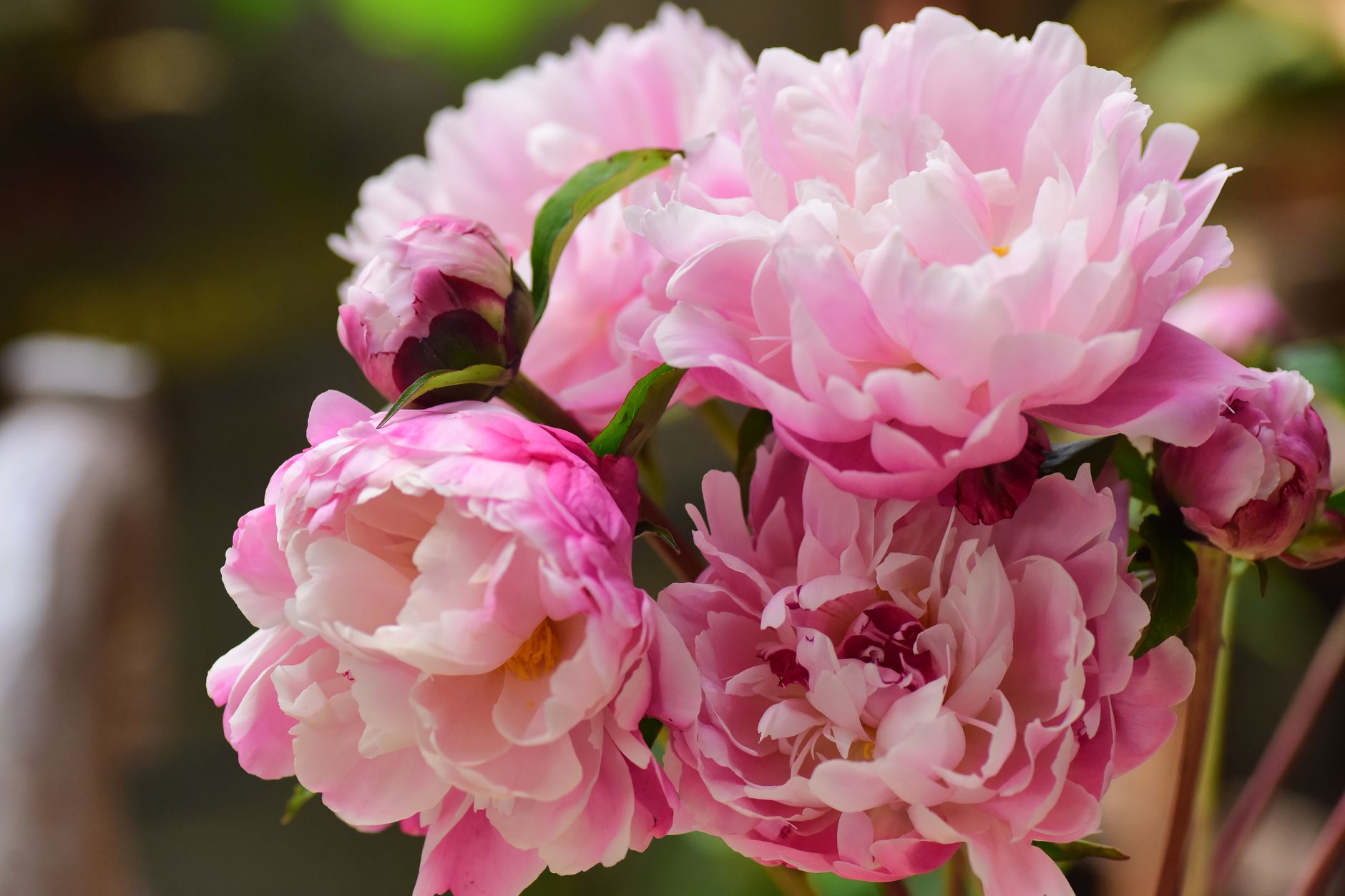 Soft pink double peonies in full bloom beside a small unopened bud