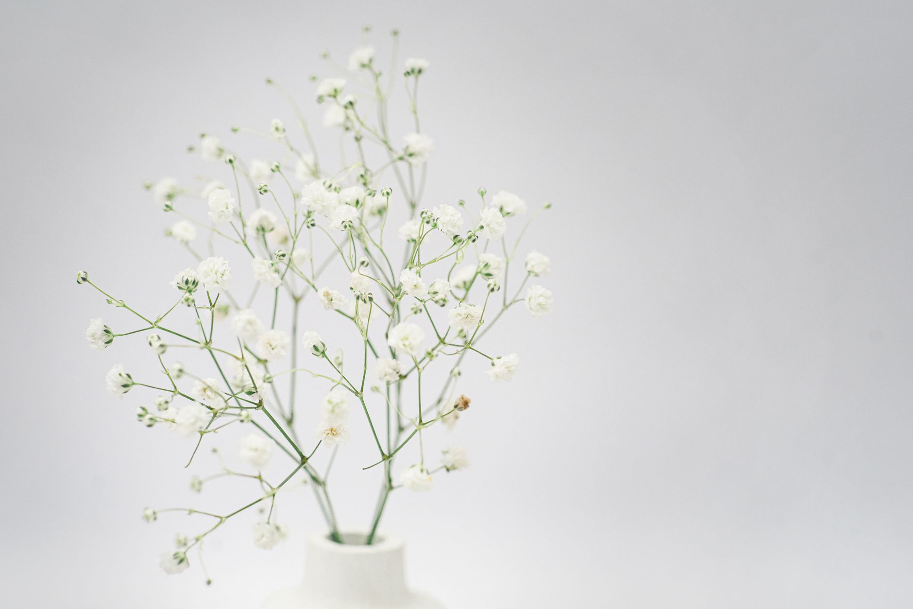 Delicate sprigs of white baby&rsquo;s breath in a small white vase against a soft gray background