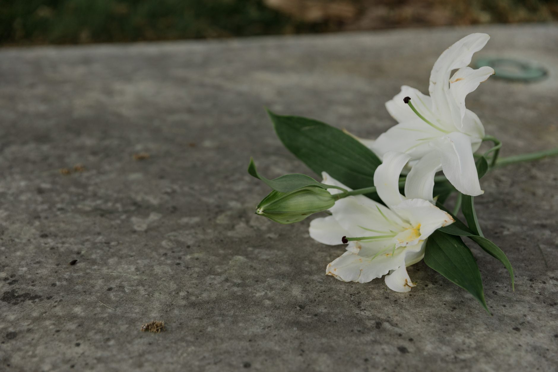 Two white lilies and green leaves resting on a gray concrete surface