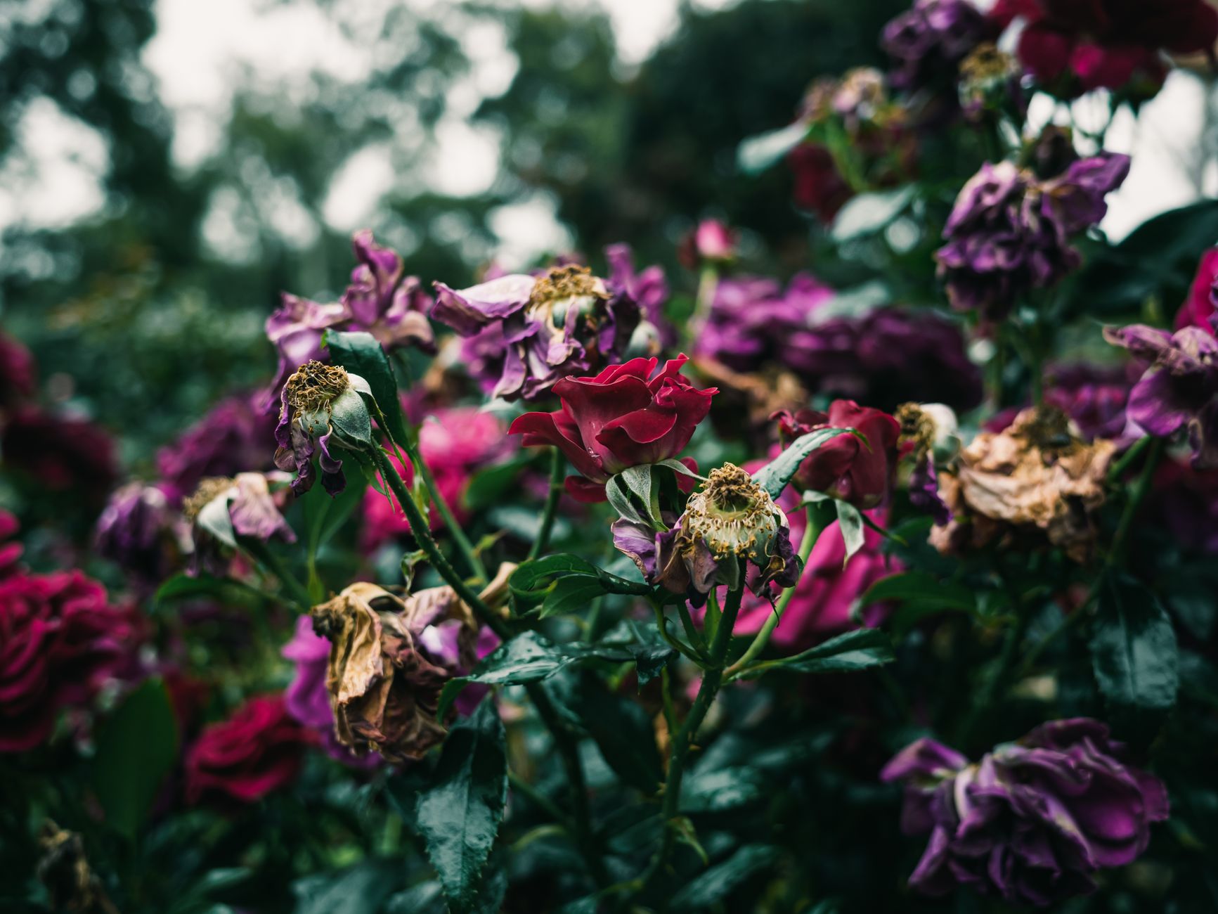 Red and purple garden roses beginning to wither among dark green leaves