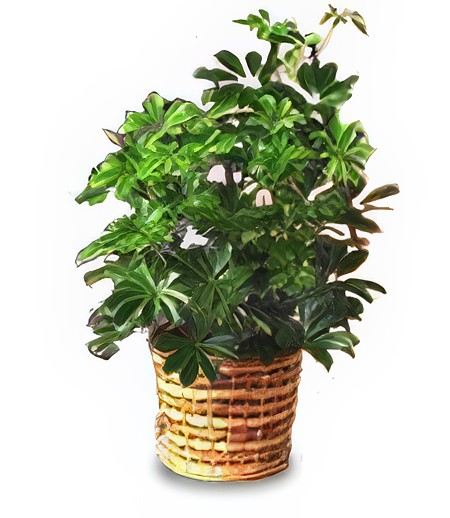 Schefflera (Arboricola) &mdash; Flower Delivery