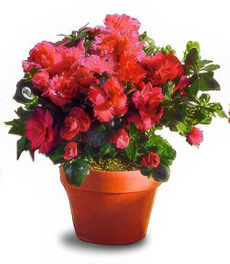Azalea &mdash; Flower Delivery