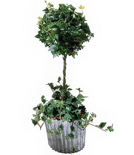 Ivy Topiary &mdash; Flower Delivery