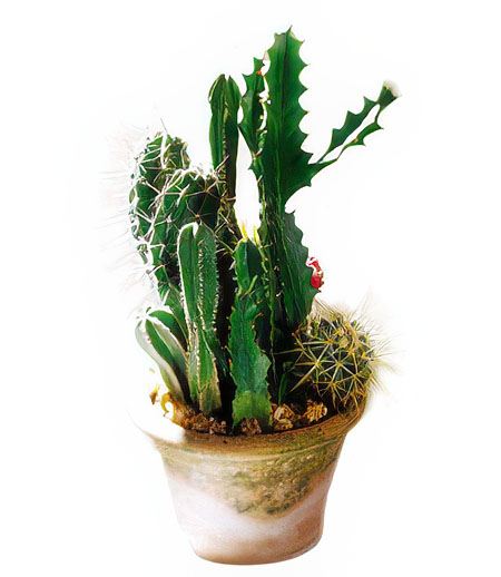 Cactus Garden &mdash; Flower Delivery