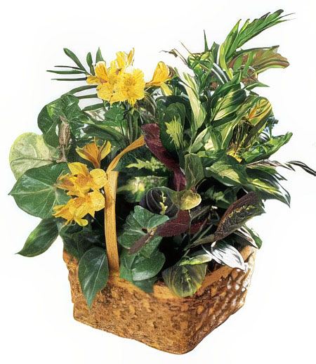 Yellow Blooms Basket &mdash; Flower Delivery