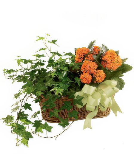 Orange Sunset &mdash; Flower Delivery