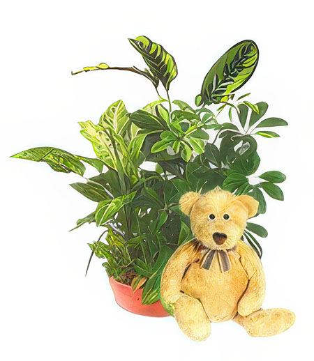 A Hello from Teddy &mdash; Gift Delivery