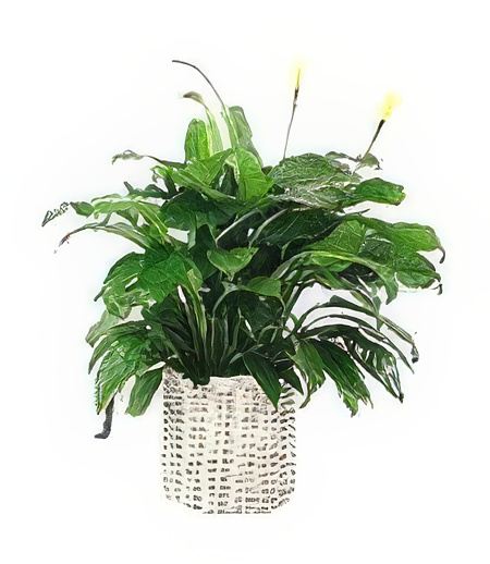 Blooming Peace Lily &mdash; Flower Delivery