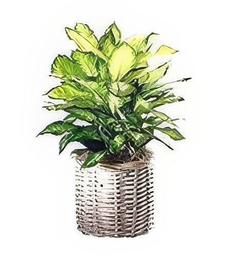 Large Variegated Plant &mdash; Flower Delivery