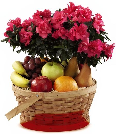 Garden of Eden Fruit and Plant Basket &mdash; Gift Delivery