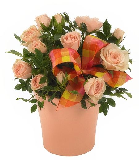 Pink Mini Rose Plant &mdash; Flower Delivery