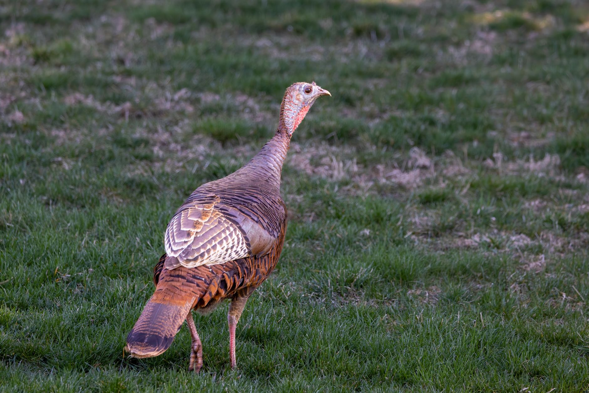 A wild turkey walking across a green lawn